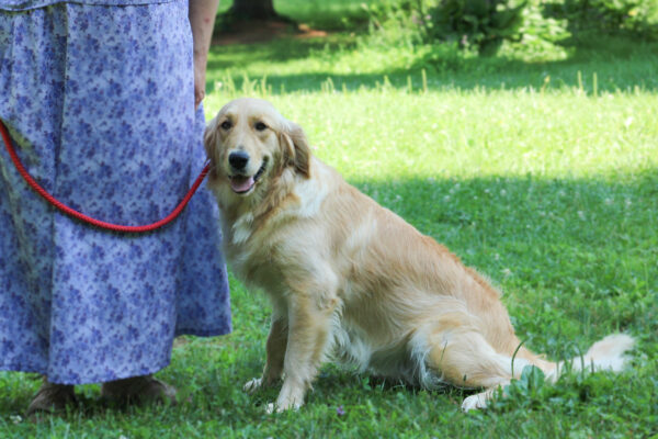 Buddy - Image 4