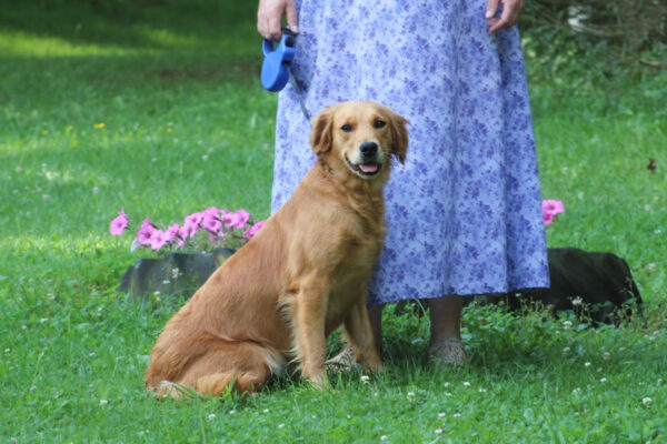 Mother Cindy Mini Golden Doodle Puppy