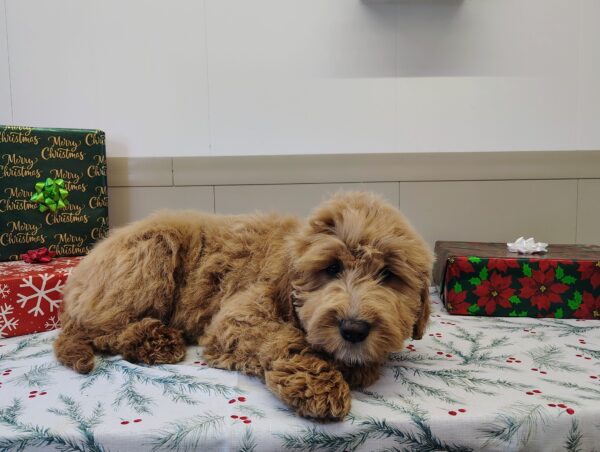 Golden-doodle puppy