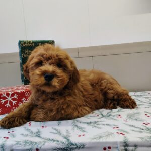 Golden doodle puppy