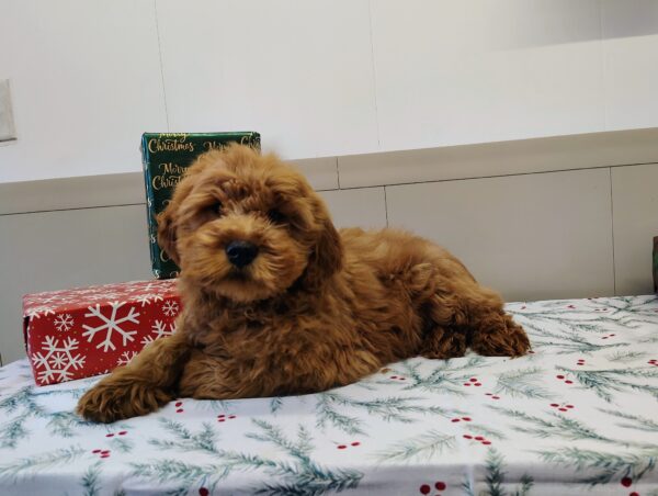 Golden doodle puppy