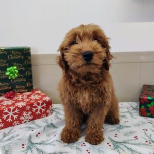 Golden Doodle Puppy For Sale