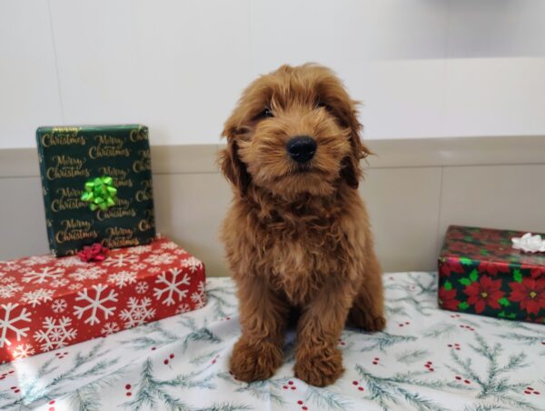 Golden Doodle Puppy For Sale