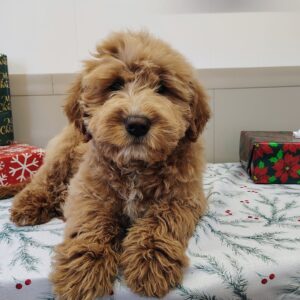 Golden-doodle puppy for sale