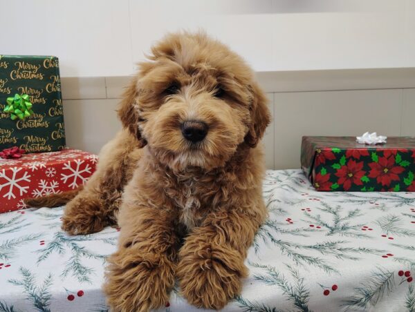 Golden-doodle puppy for sale