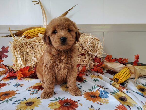 Mini Golden Doodle Puppy For Sale