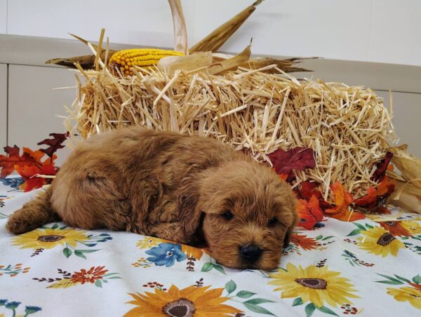 Mini Golden Doodle Puppy