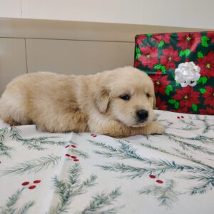 Golden Retriever Male Puppy for sale