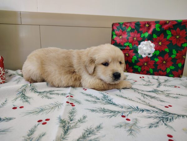 Golden Retriever Male Puppy for sale