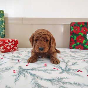 Golden Doodle Puppy for sale