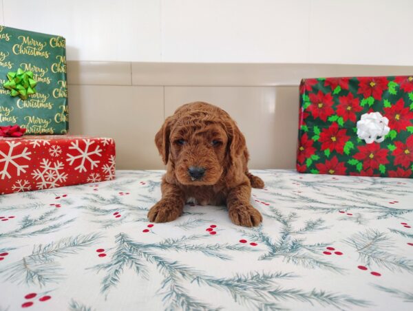 Golden Doodle Puppy for sale