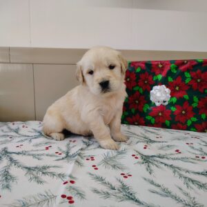 Golden Retriever Female puppy for sale