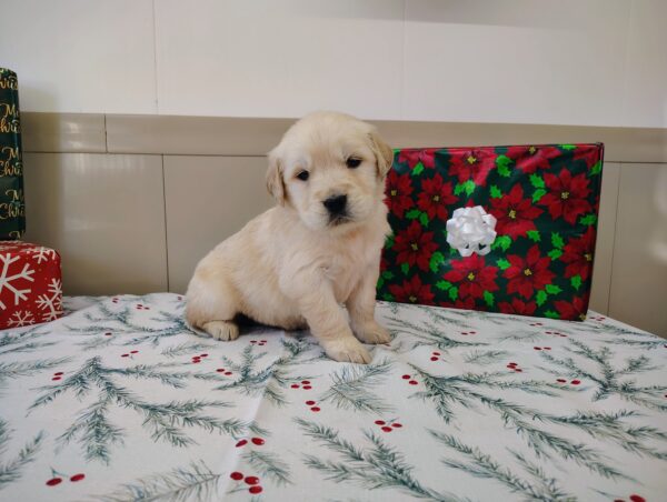 Golden Retriever Female puppy for sale