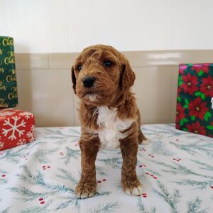 Golden Doodle Female Puppy For Sale