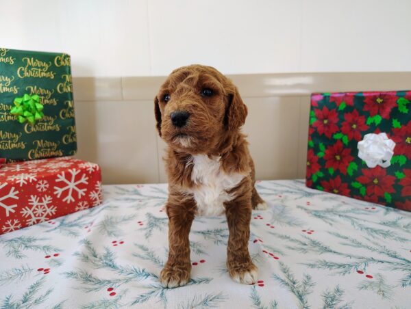 Golden Doodle Female Puppy For Sale