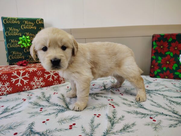 Golden Retriever Breeder