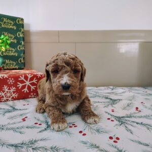 Golden Doodle Female Puppy