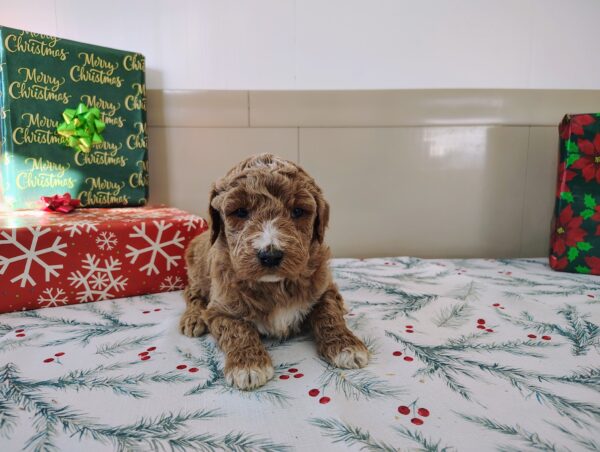 Golden Doodle Female Puppy