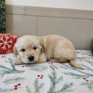 Golden Retriever Puppy