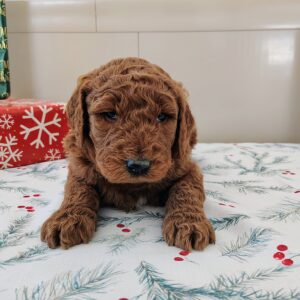 Golden Doodle Puppy Breeder