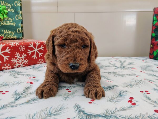 Golden Doodle Puppy Breeder