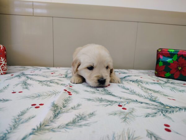 Golden Retriever Puppy