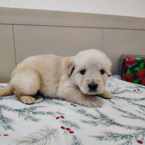 Golden Retriever Puppy