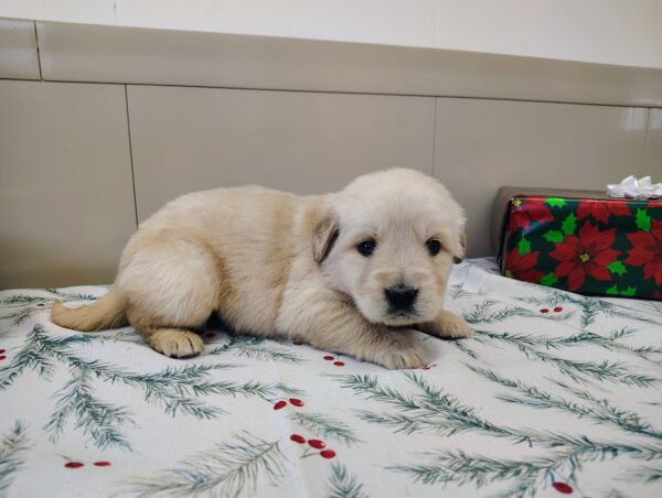 Golden Retriever Puppy