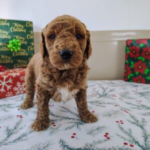 For Sale Golden Doodle Female Puppy