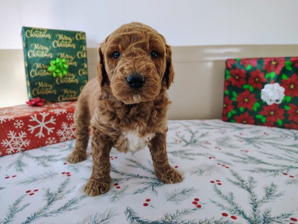 For Sale Golden Doodle Female Puppy