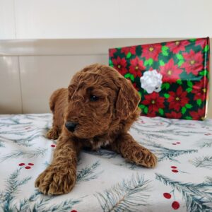 Male Golden Doodle For Sale