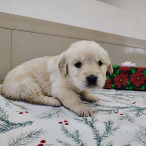 Golden Retriever Puppy