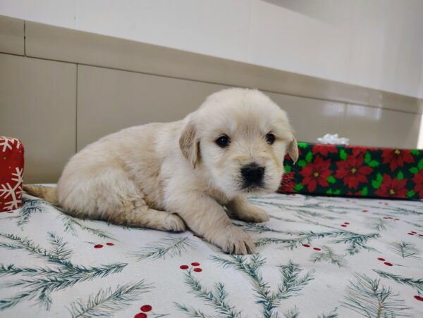 Golden Retriever Puppy