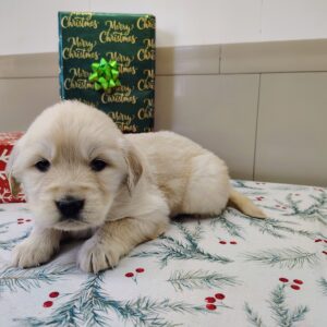 Golden Retriever Puppy For Sale