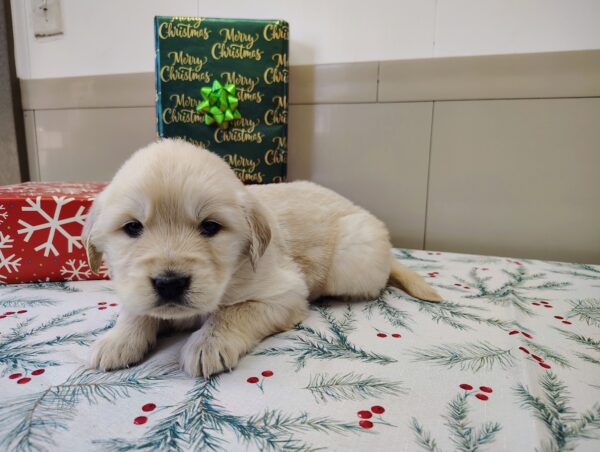 Golden Retriever Puppy For Sale