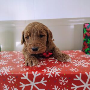 Golden Doodle Breeder