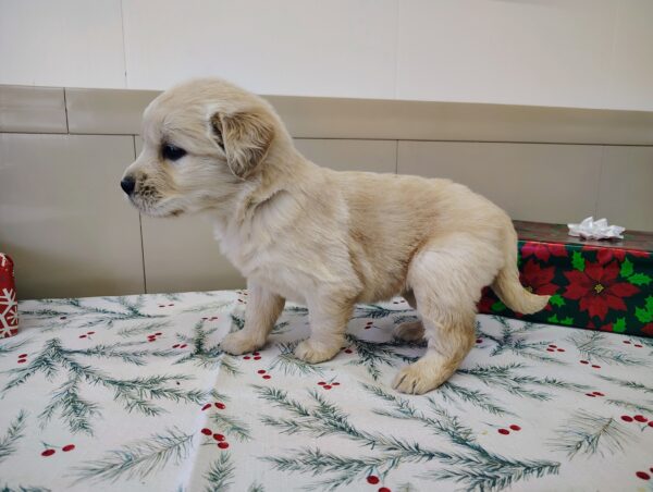 Golden Retriever Breeder