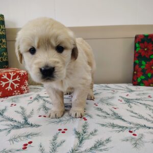 Golden Retriever Puppy For Sale