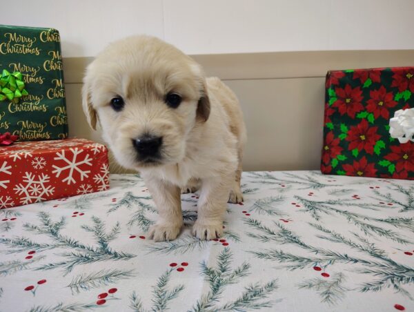 Golden Retriever Puppy For Sale