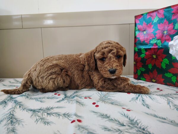 Golden Doodle Puppy