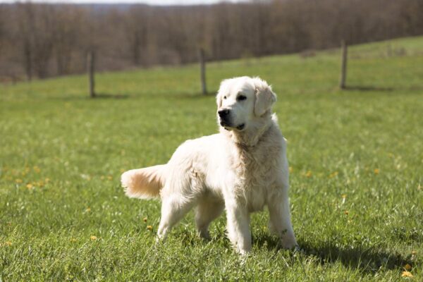 Golden Retriever Breeder Sire Aden