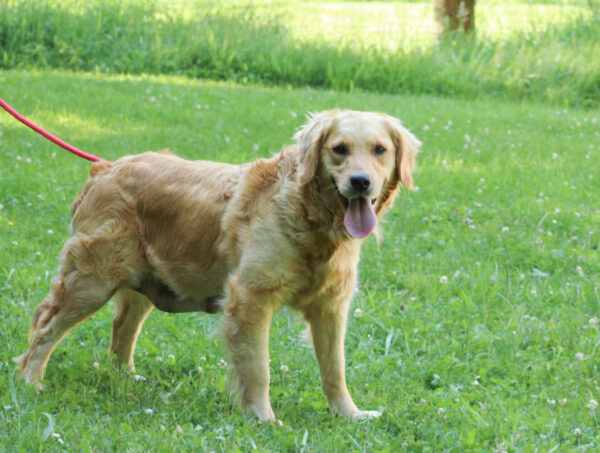 Golden Retriever Breeder Dame Hilda