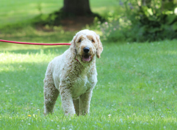 Golden Retriever Breeder