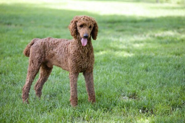 Goldendoodle Breeder