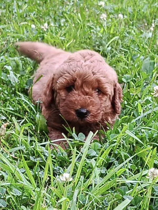 Daisy - Image 2
