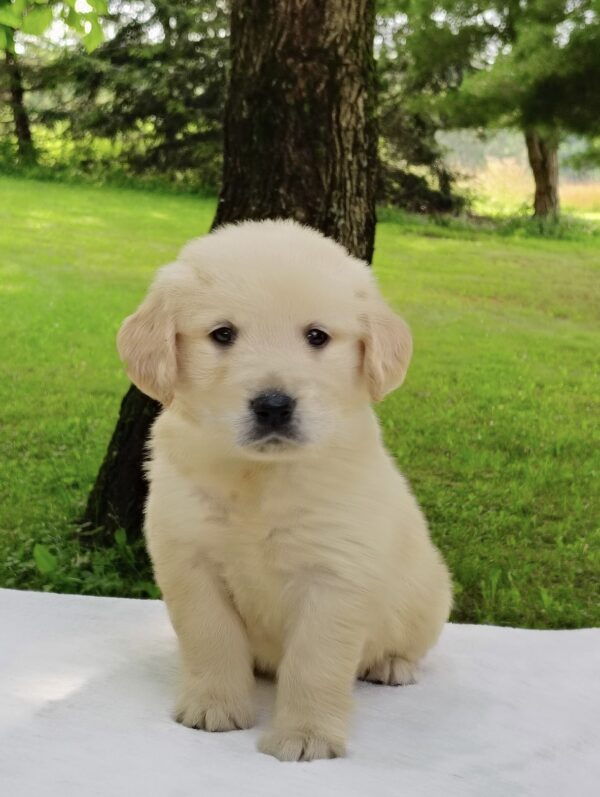 Barney - Image 2