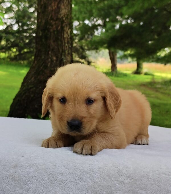 Benji - Image 3