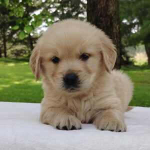 Buddy