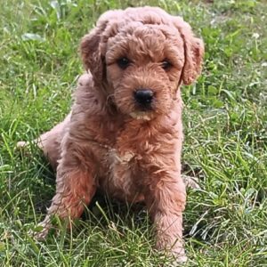 Duke
