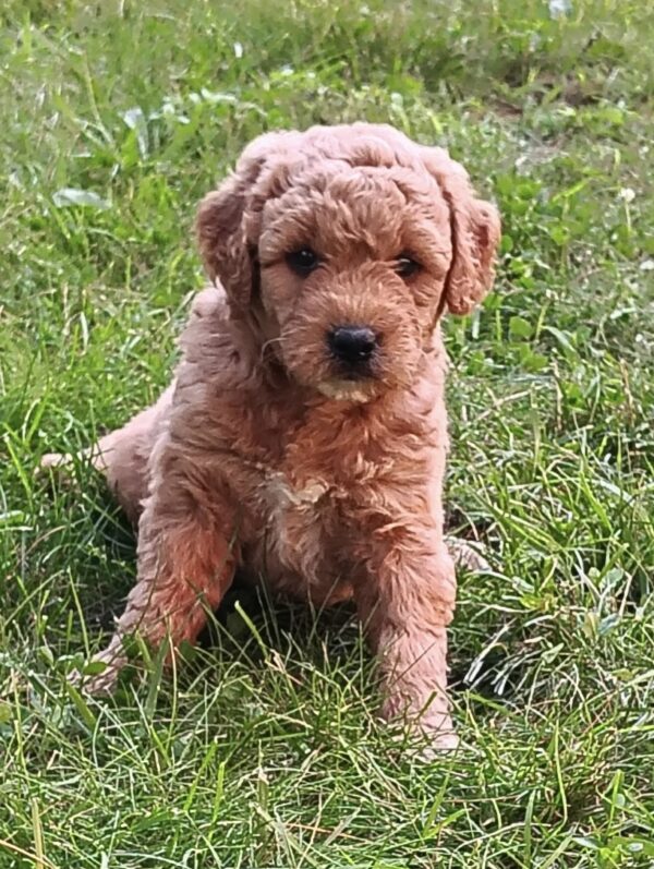 Duke